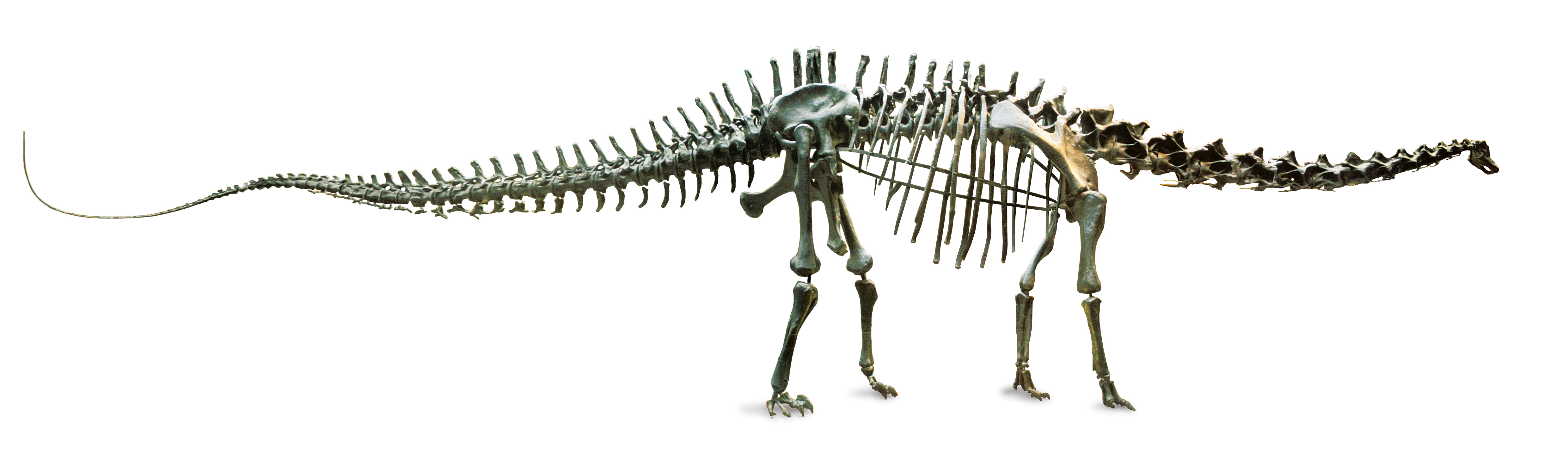 diplodoccus skeleton image, copyright NHM London