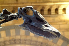 Diplodoccus Head, copyright NHM London