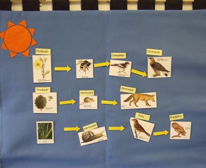  with Velcro pictures and labels to create food chains and webs.