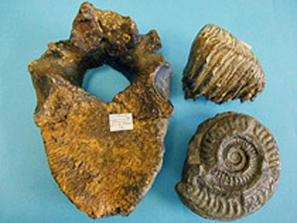 fossils