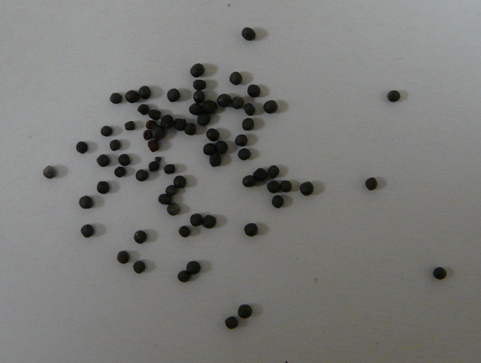 Brassica seeds