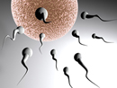 Sperm image