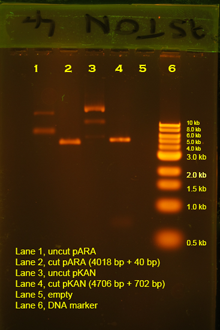 Typical labelled gel stained with Gel red